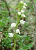 Goodyera repens. Соцветие. Якутия, Мирнинский р-н, левый берег р. Вилюй, выше Светлинской ГЭС. 26.07.2009.