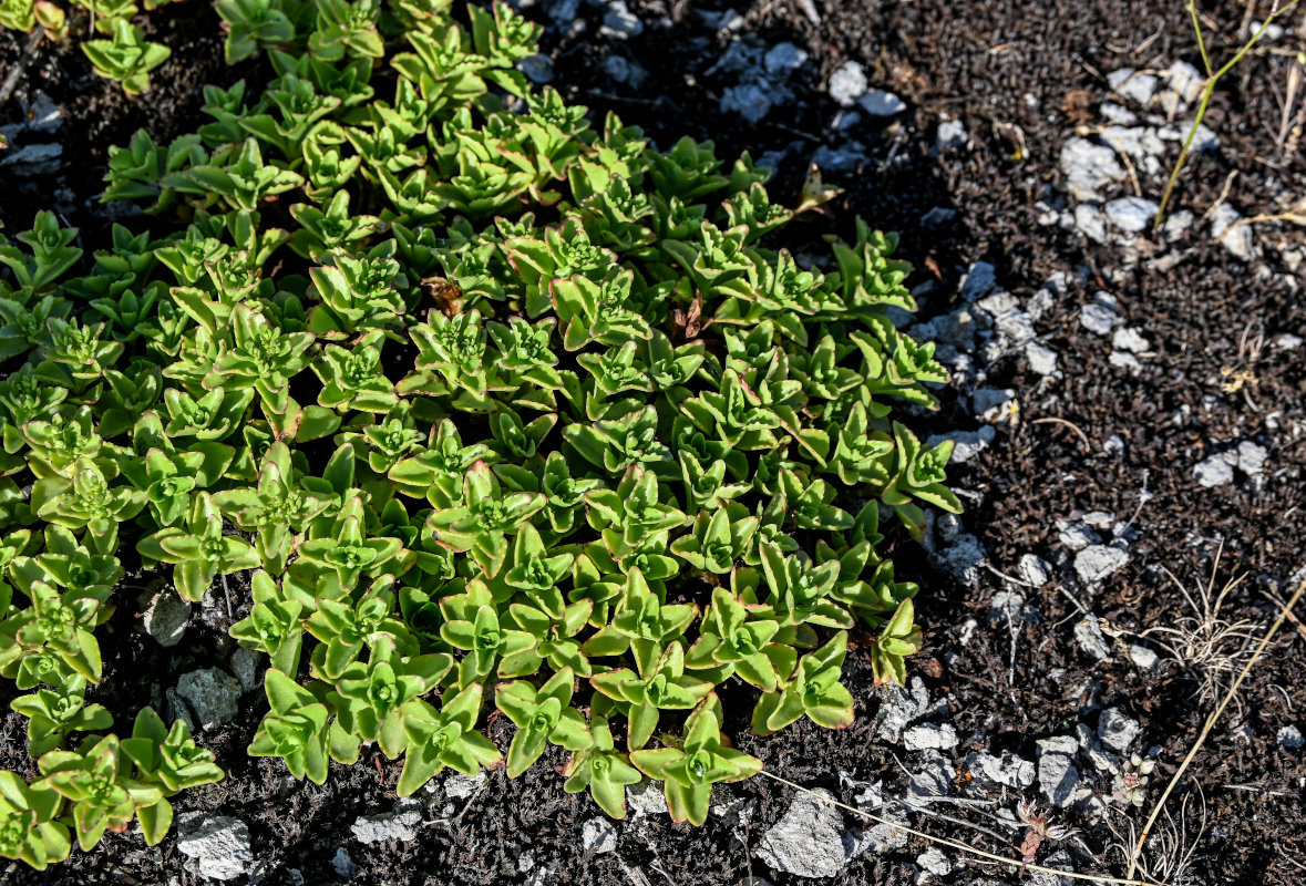 Image of Sedum oppositifolium specimen.