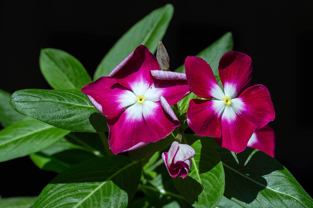 Изображение особи Catharanthus roseus.