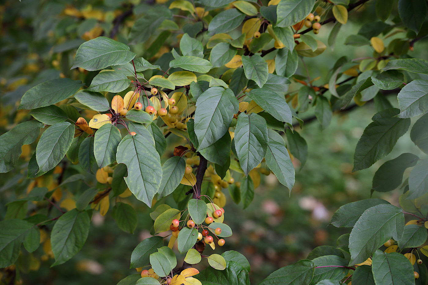 Image of Malus toringo specimen.