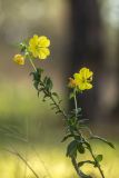 genus Oenothera. Верхушка цветущего растения. Ростовская обл., Каменский р-н, окр. станицы Калитвенская, опушка соснового леса. 08.10.2022.