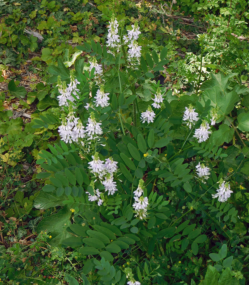 Image of Galega officinalis specimen.