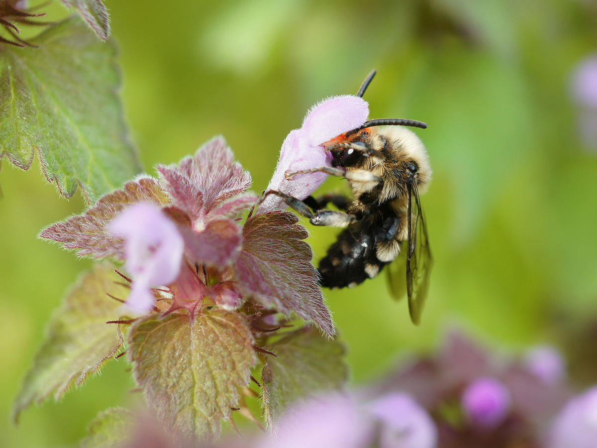 Image of Lamium purpureum specimen.