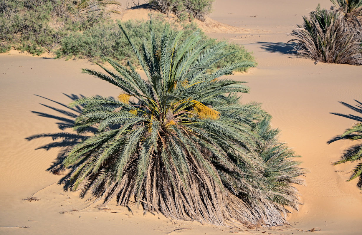 Image of Phoenix dactylifera specimen.