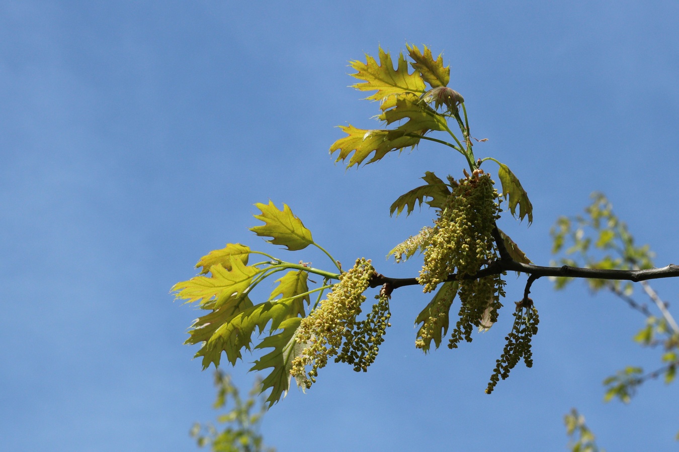 Image of Quercus rubra specimen.