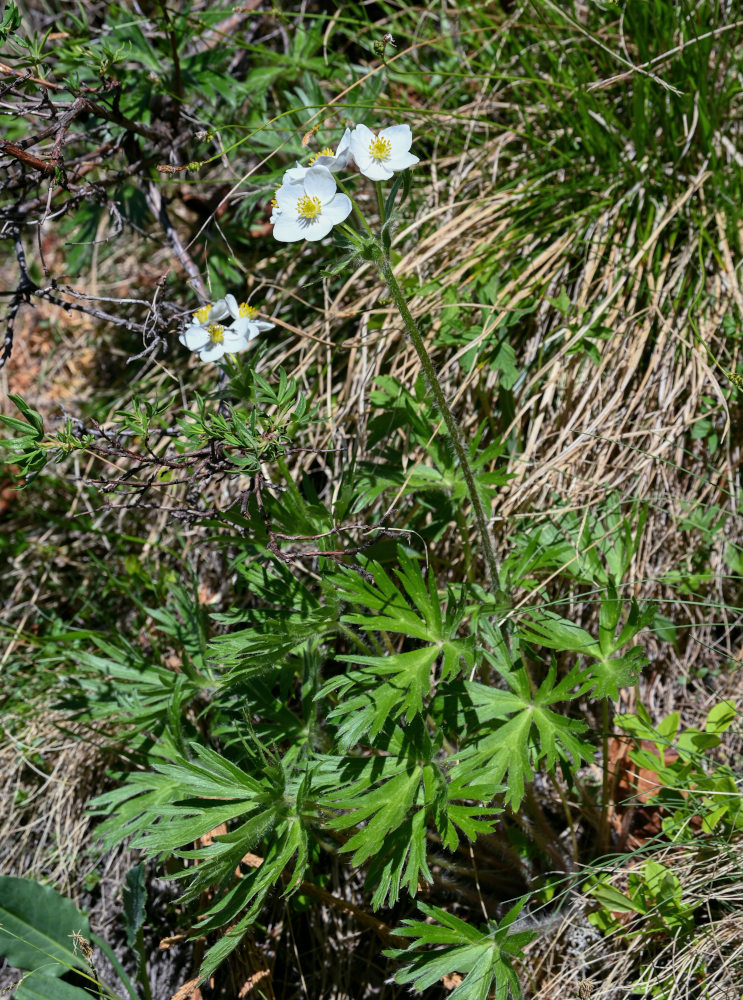 Image of Anemonastrum crinitum specimen.