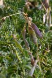 Vicia sosnowskyi