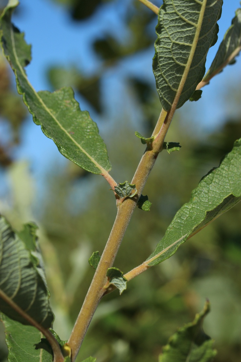 Image of Salix cinerea specimen.