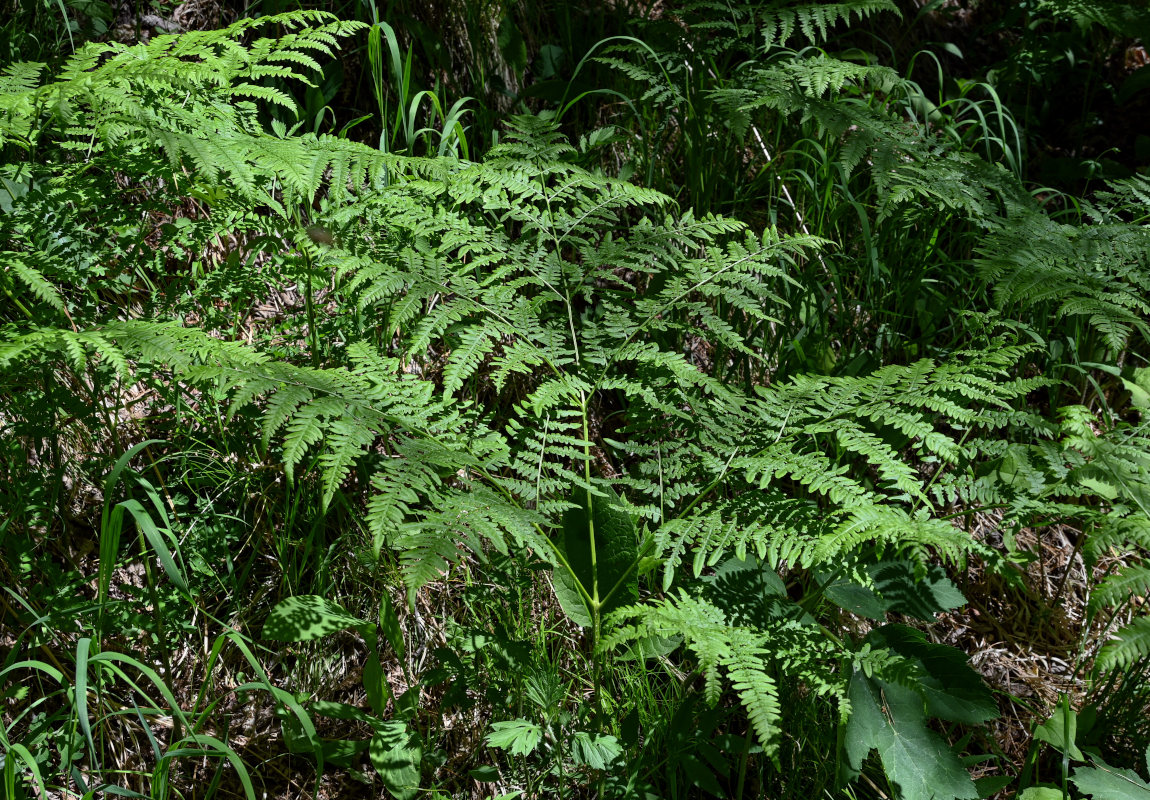 Image of Pteridium pinetorum specimen.