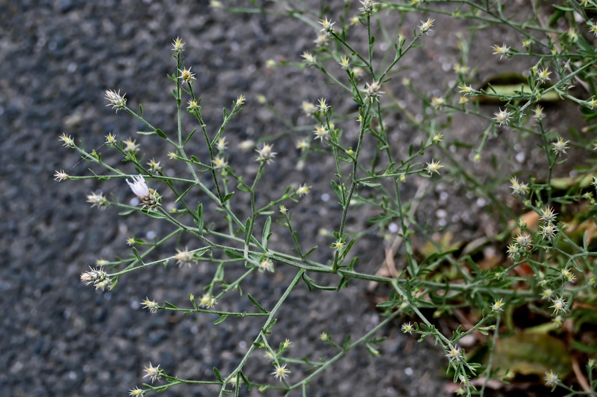 Image of Centaurea diffusa specimen.