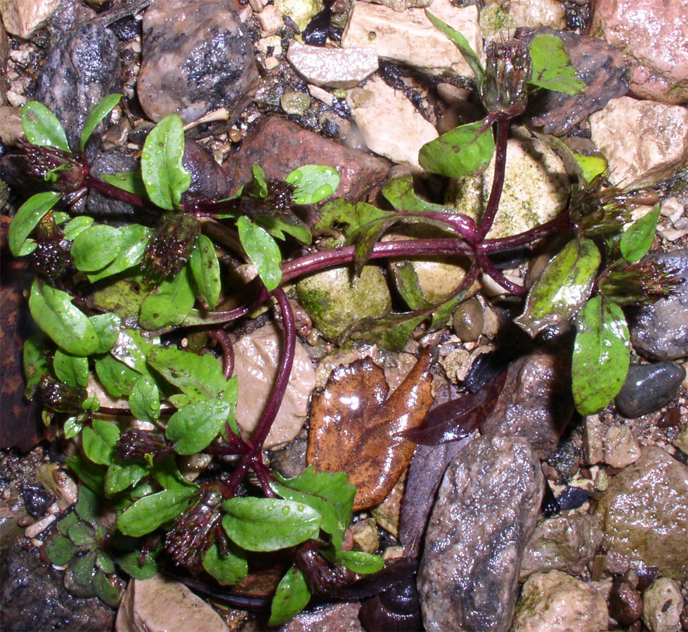 Image of Bidens &times; garumnae specimen.