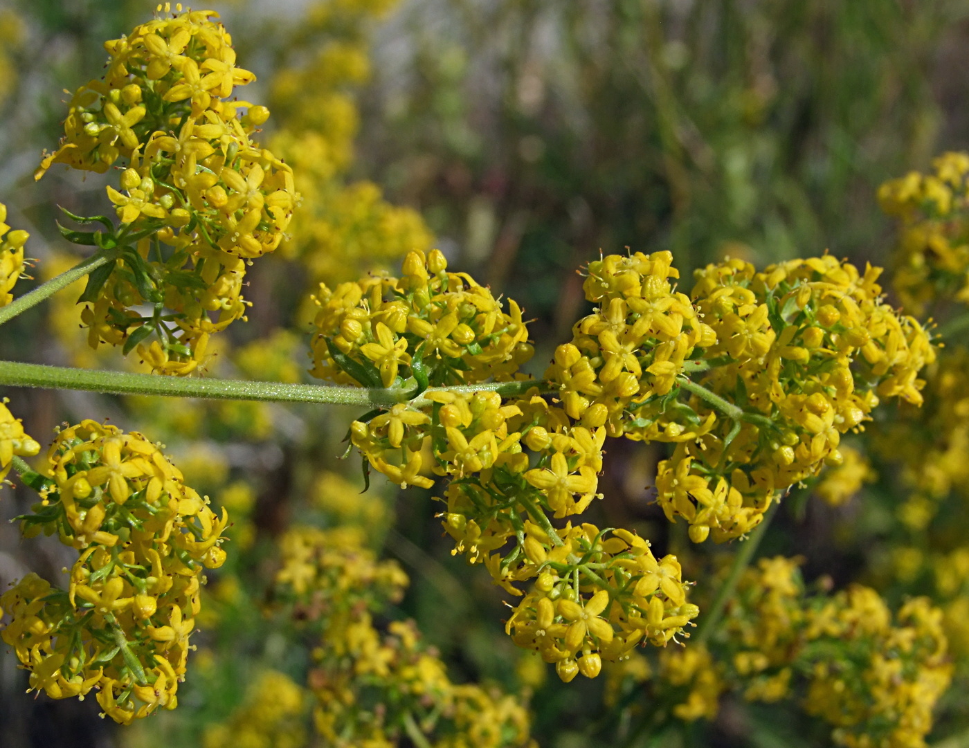 Изображение особи Galium verum.