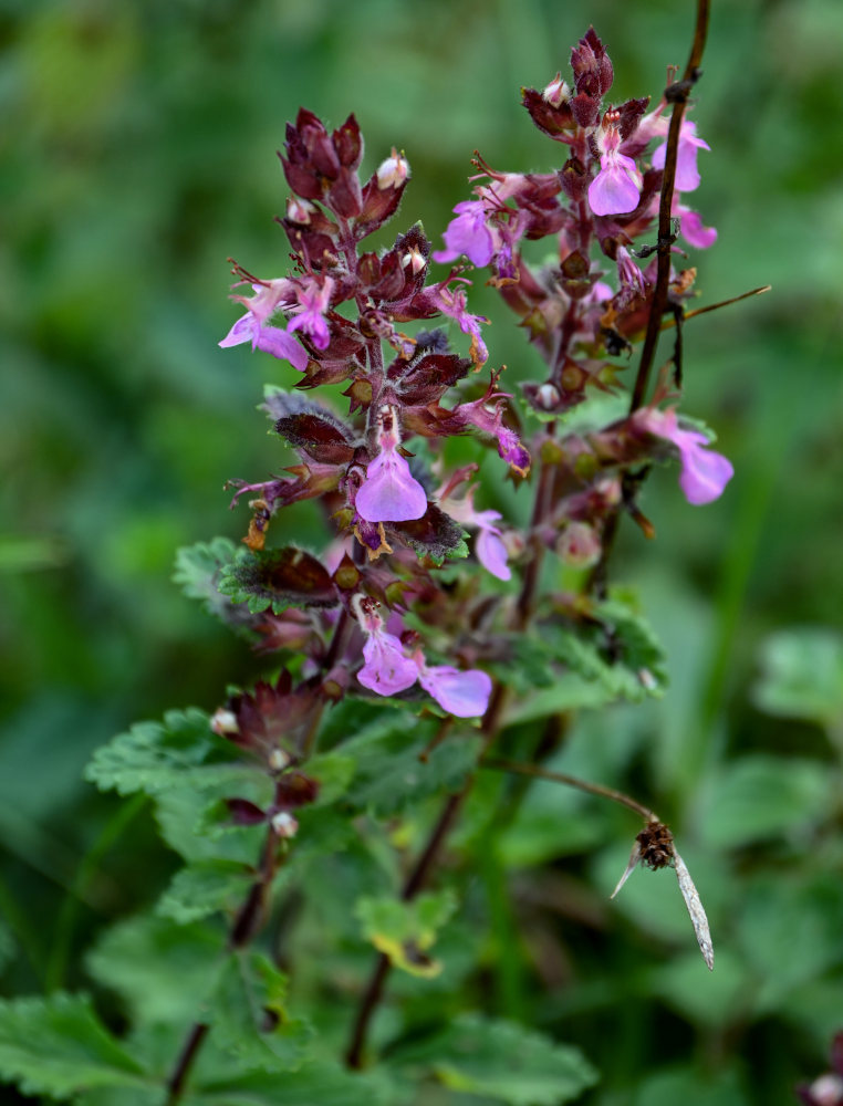 Изображение особи Teucrium chamaedrys.