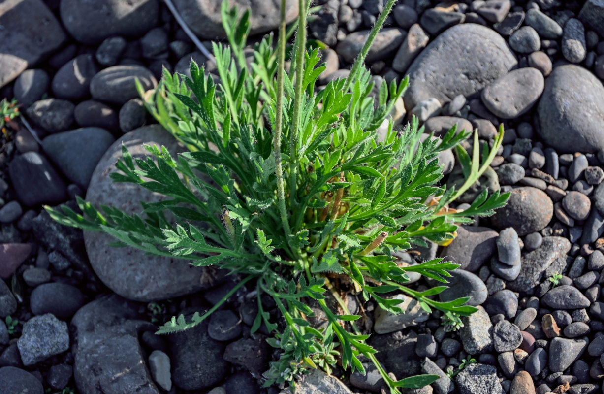 Image of genus Papaver specimen.