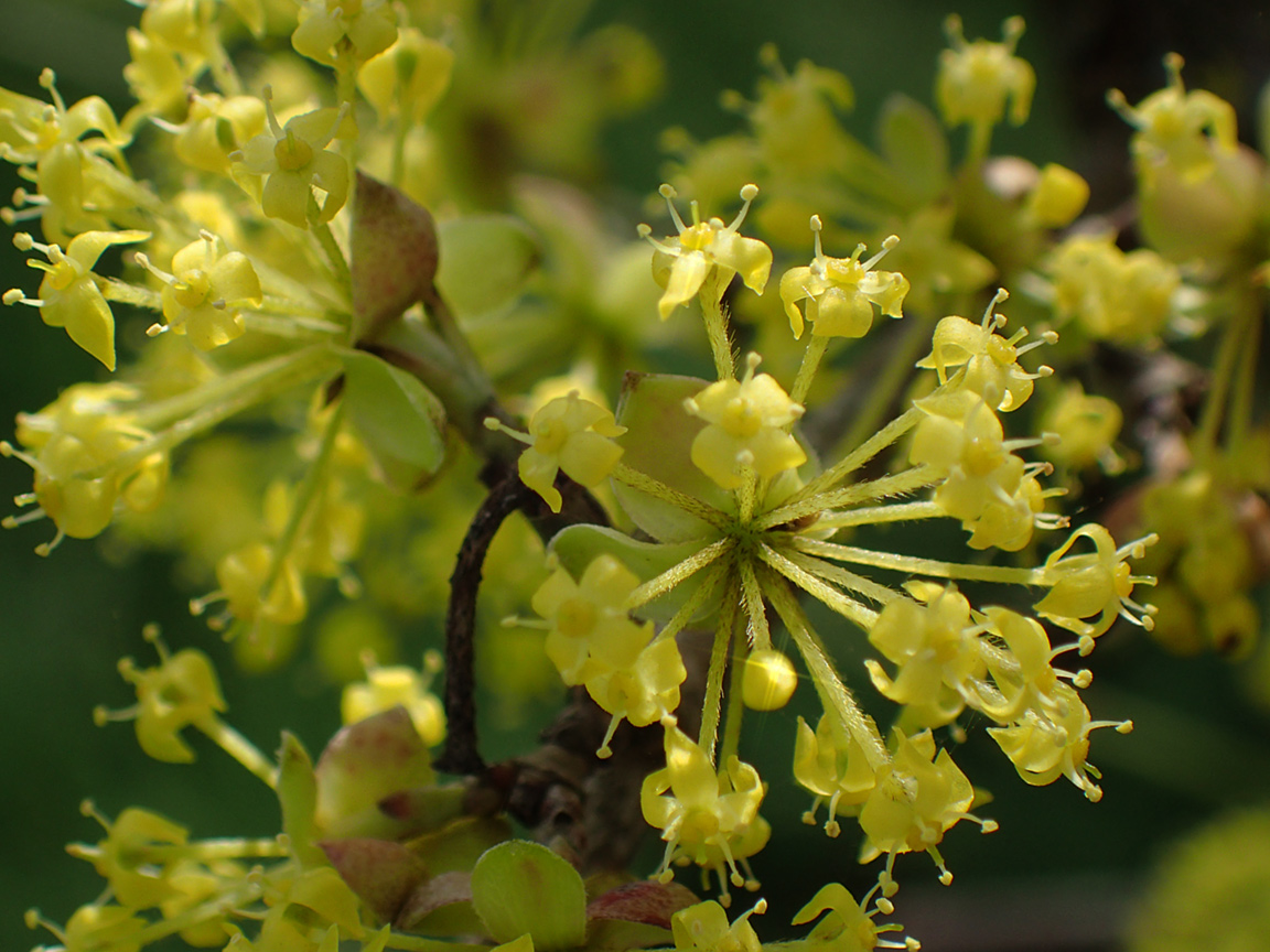 Изображение особи Cornus mas.