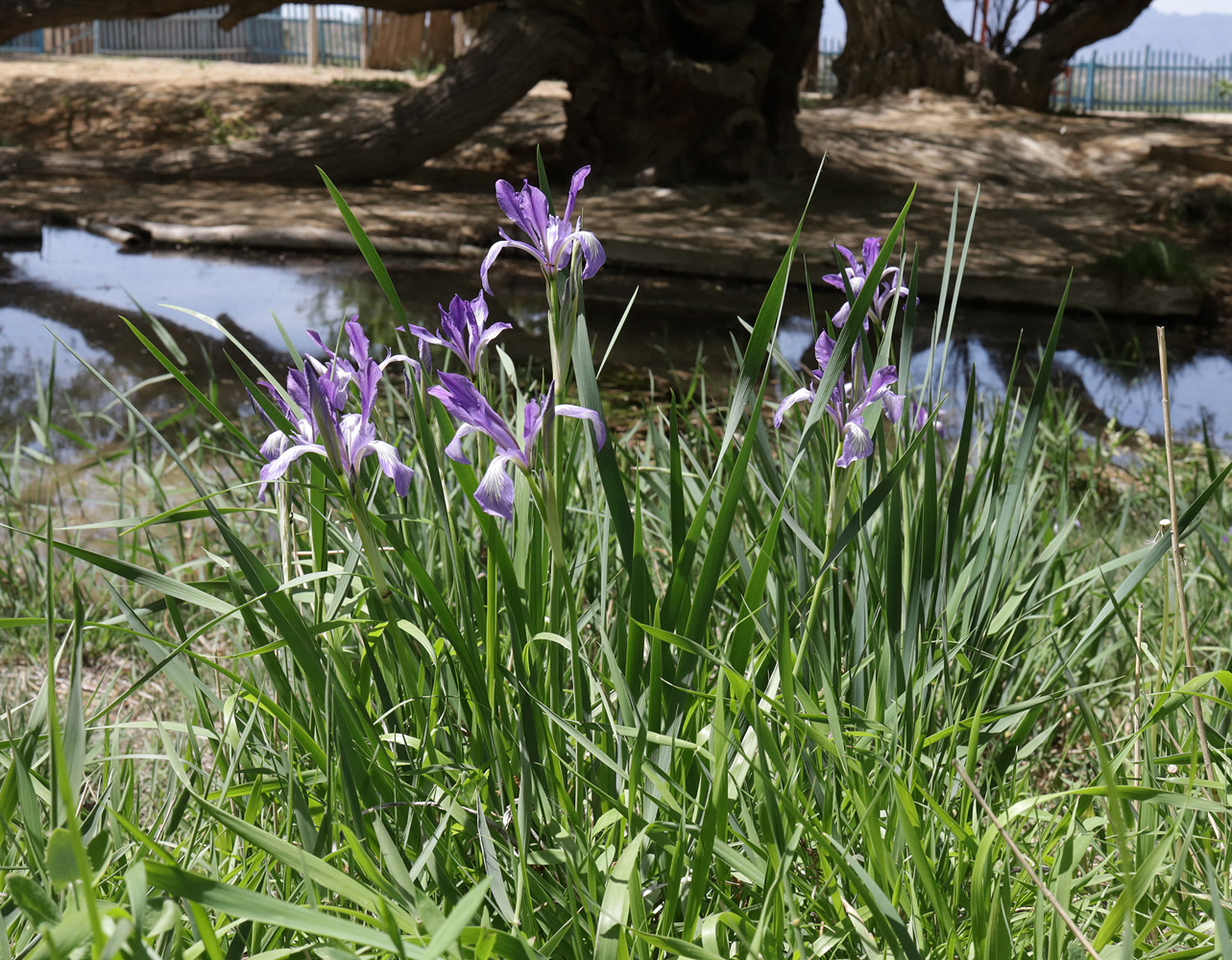 Изображение особи Iris pallasii.