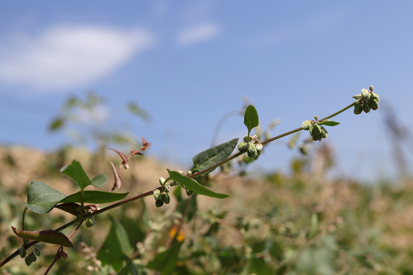 Image of Fallopia convolvulus specimen.