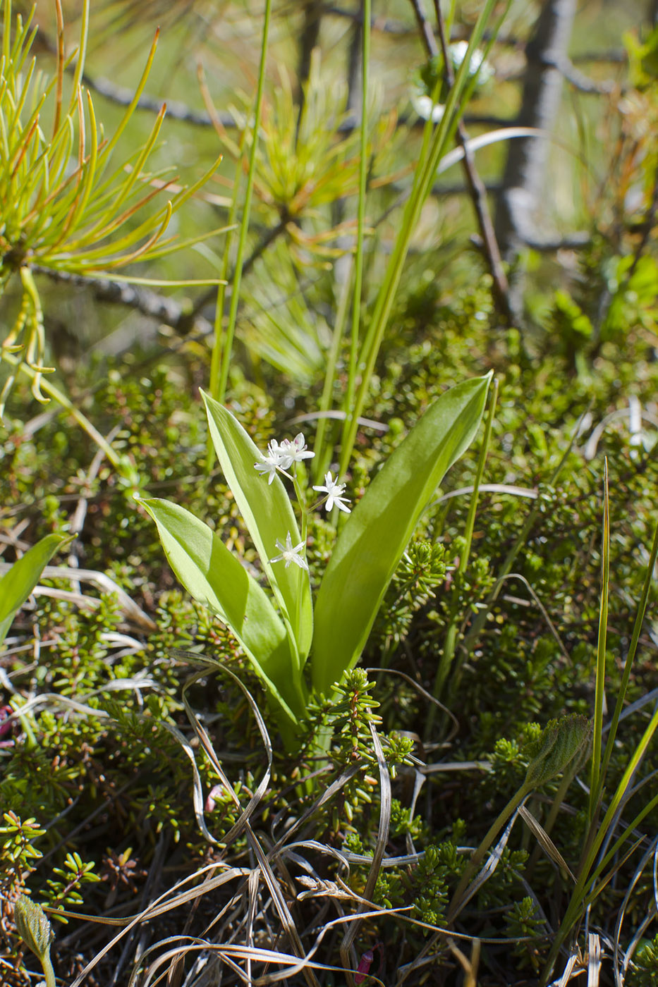 Image of Smilacina trifolia specimen.