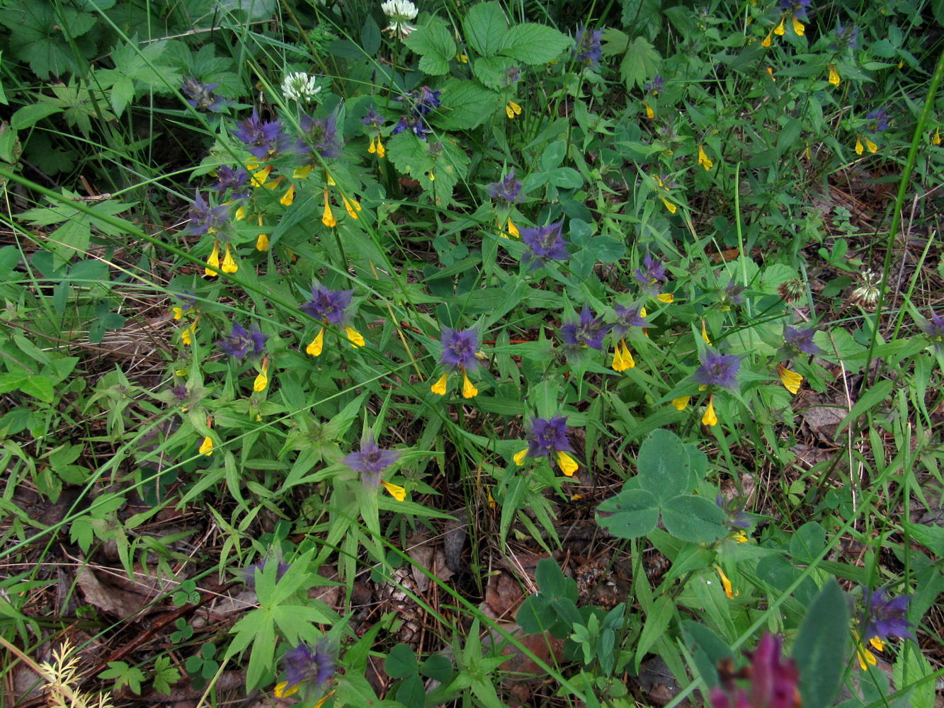 Image of Melampyrum nemorosum specimen.