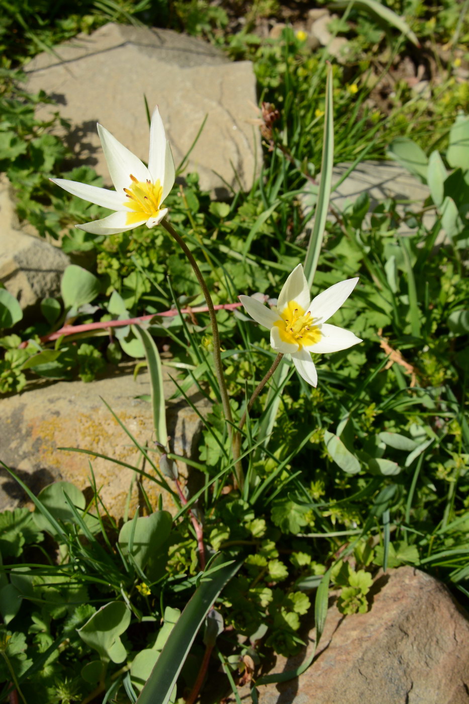 Image of genus Tulipa specimen.