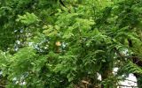 Metasequoia glyptostroboides. Верхушки ветвей. Китай, провинция Хунань, национальный парк \"Чжанцзяцзе\", опушка смешанного леса. 06.06.2024.