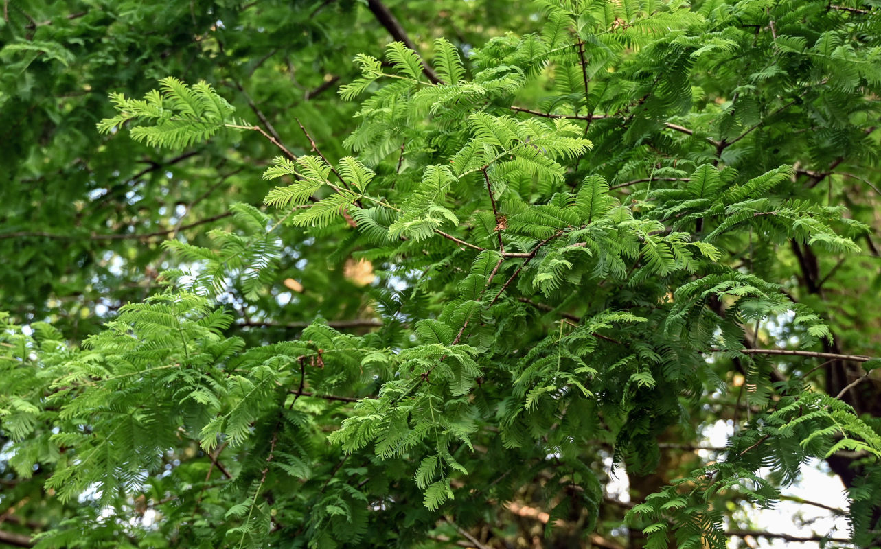 Image of Metasequoia glyptostroboides specimen.