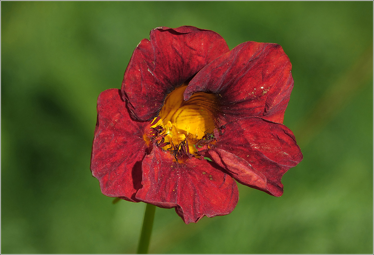 Image of Tropaeolum majus specimen.