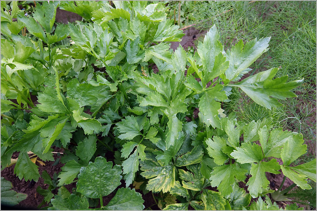 Image of Apium graveolens specimen.