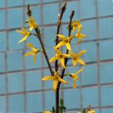 genus Forsythia. Верхушка ветви с цветками. Ульяновск, Заволжский р-н, придомовое озеленение. 06.05.2019.