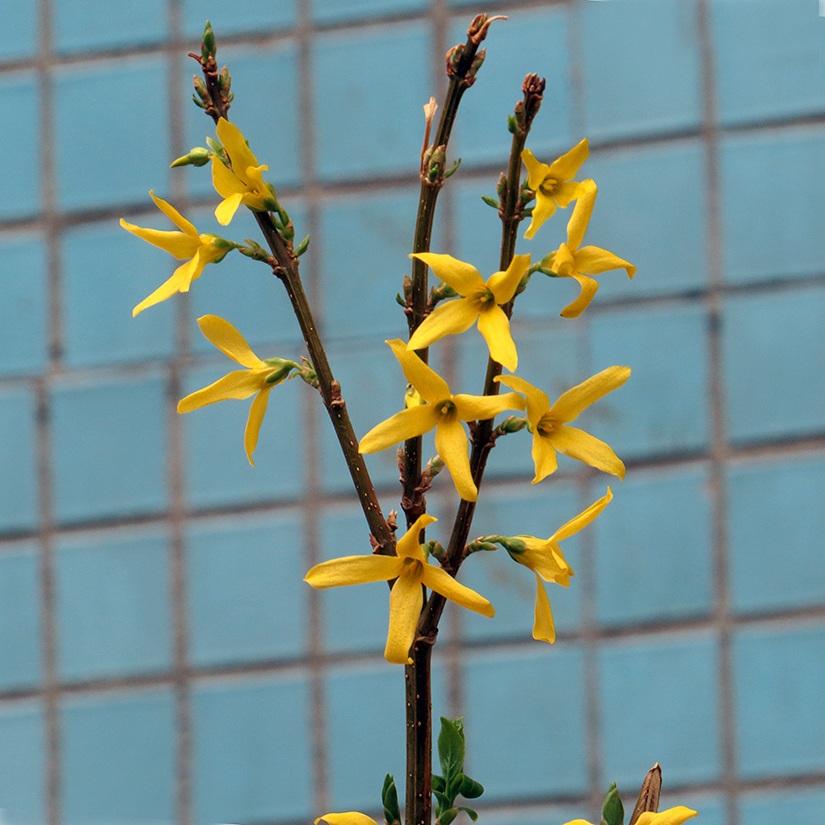 Image of genus Forsythia specimen.