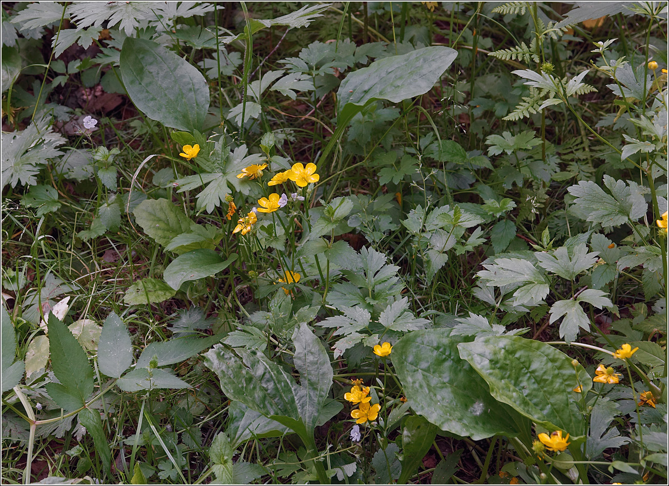 Изображение особи Ranunculus repens.