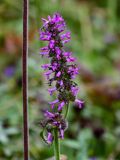 Betonica officinalis