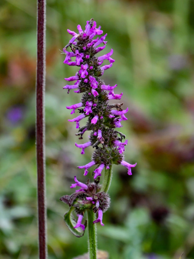 Изображение особи Betonica officinalis.