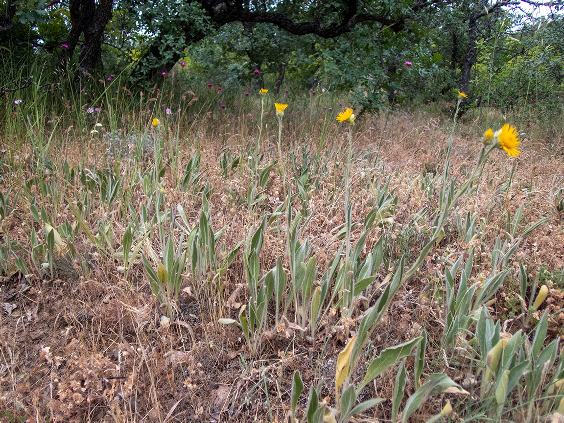 Image of Inula oculus-christi specimen.