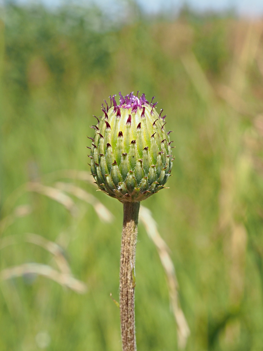 Image of Cirsium canum specimen.