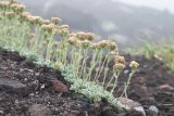 Artemisia glomerata. Цветущие растения в каплях воды на щебнистом склоне. Камчатский край, Елизовский р-н, вулкан Авачинская сопка, западный склон. 11.08.2024.