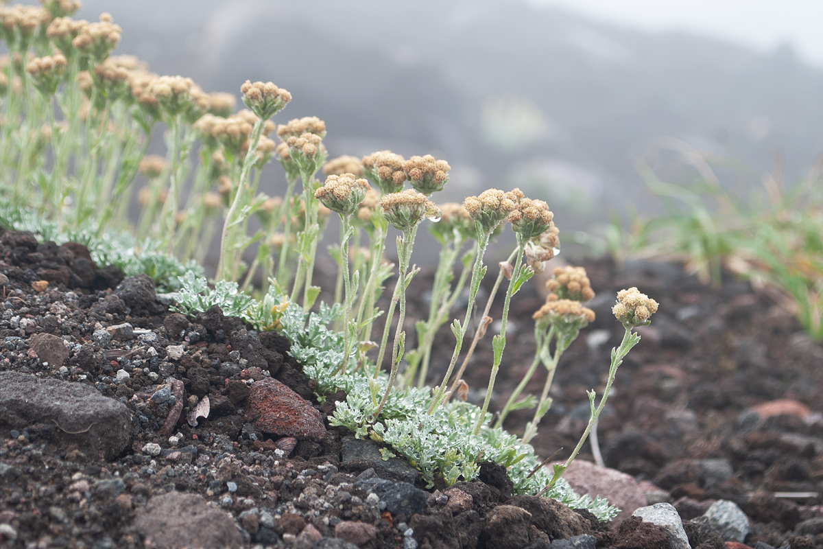 Image of Artemisia glomerata specimen.