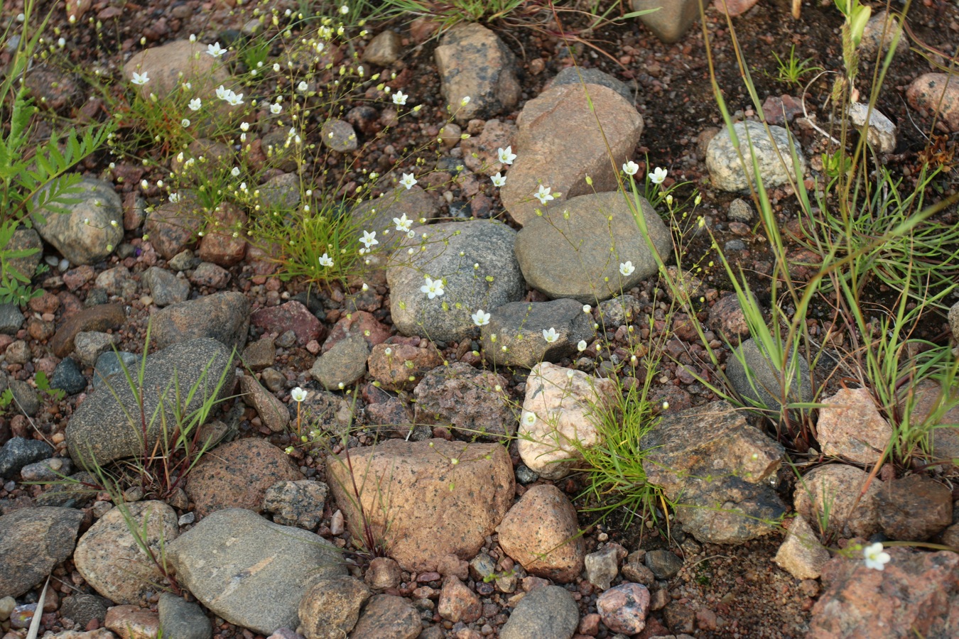 Image of Sagina nodosa specimen.