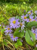 Aster amellus