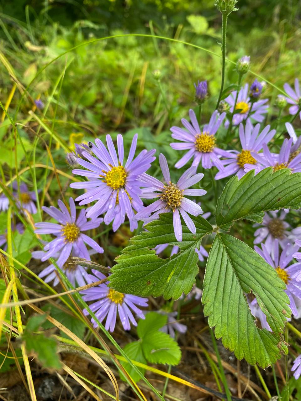 Image of Aster amellus specimen.