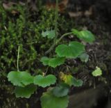 Saxifraga repanda