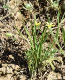 Koelpinia linearis
