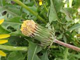 Смотреть изображение Taraxacum sinicum