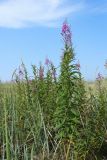 View full-size image Chamaenerion angustifolium