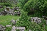 View full-size image Prunus cerasifera