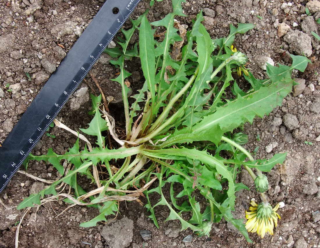 Image of Taraxacum ussuriense specimen.