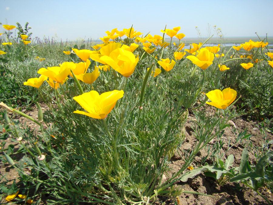 Изображение особи Eschscholzia californica.