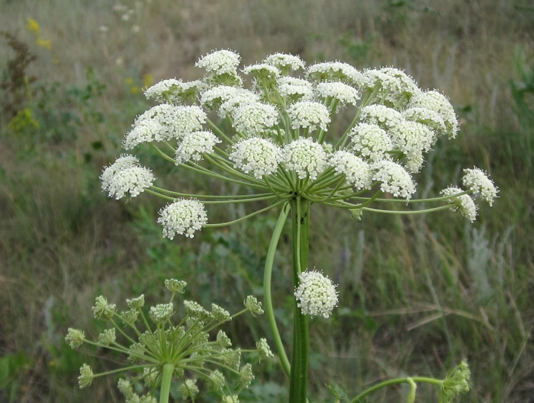 Image of Seseli libanotis specimen.