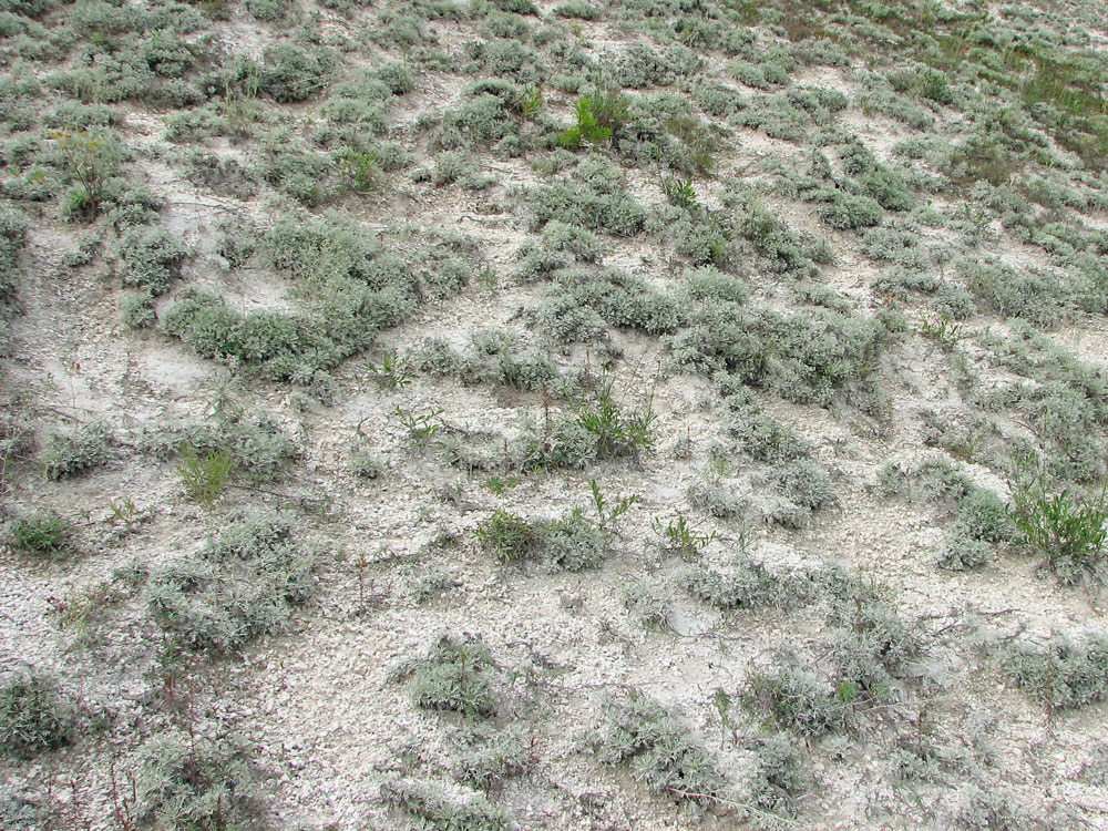 Image of Artemisia hololeuca specimen.