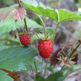 Fragaria vesca